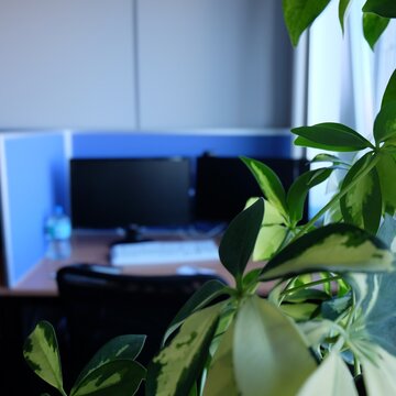 Zimmerpflanze im Hintergrund ein PC-Arbeitsplatz.