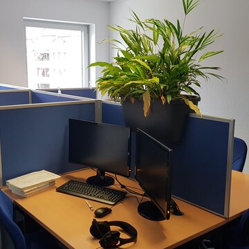 Arbeitsplätze mit blauen Trennwänden, 2 Bildschirmen, Tastatur, Maus und Headset. Schöne, grüne Zimmerpflanze auf den Trennwänden.