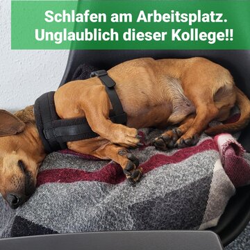 Ein Bild von einem Hund, der auf einem Stuhl schläft. Darüber der Schriftzug: Schlafen am Arbeitsplatz. Unglaublich dieser Kollege!
