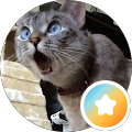 Profilbild von Mieze Katze