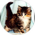 Bild Die Miau Miaus